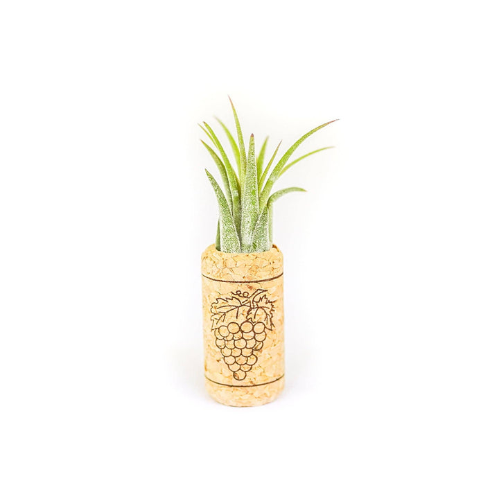 Wine Cork Magnets with Tillandsia Ionantha Air Plants