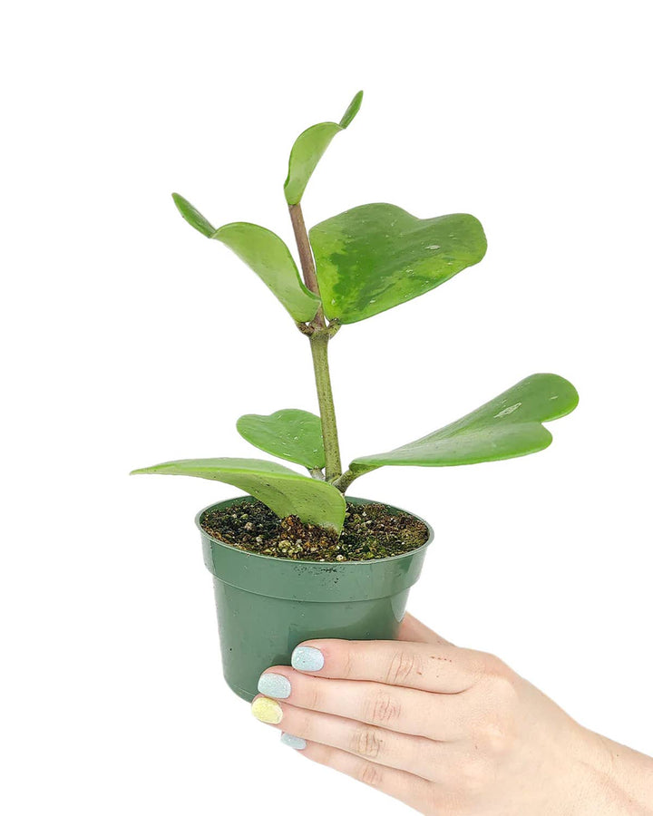 Trailing Hoya Kerrii Heart