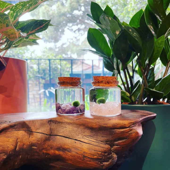 Small Marimo Moss Ball Terrarium with Amethyst Gemstone