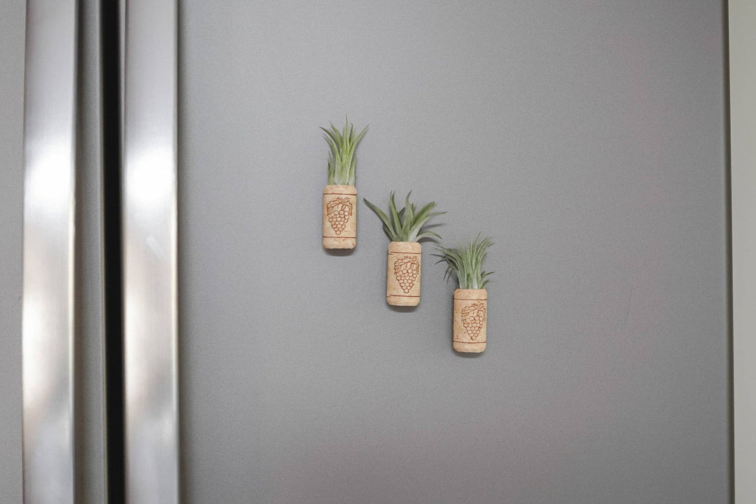 Wine Cork Magnets with Tillandsia Ionantha Air Plants