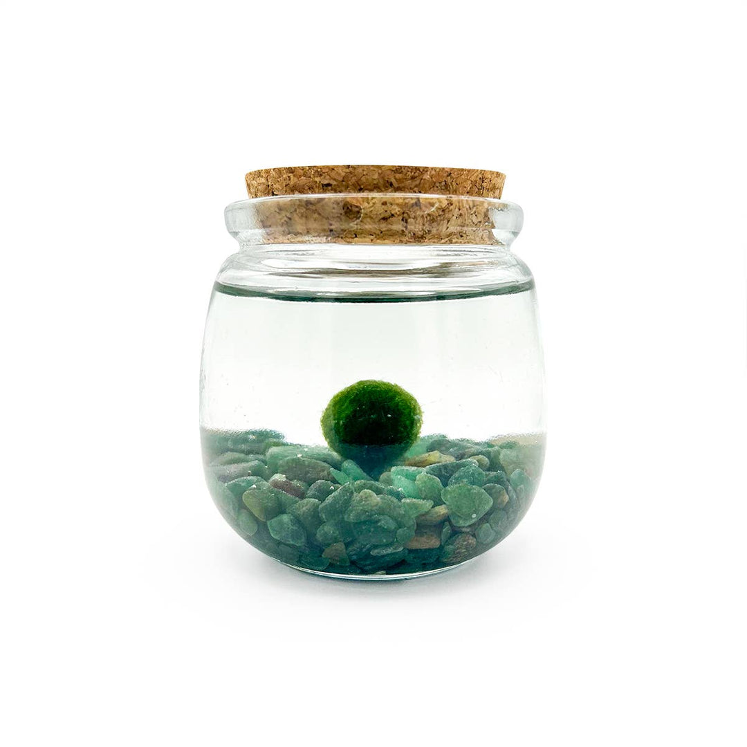 Medium Marimo Moss Ball Terrarium with Aventurine Gemstones