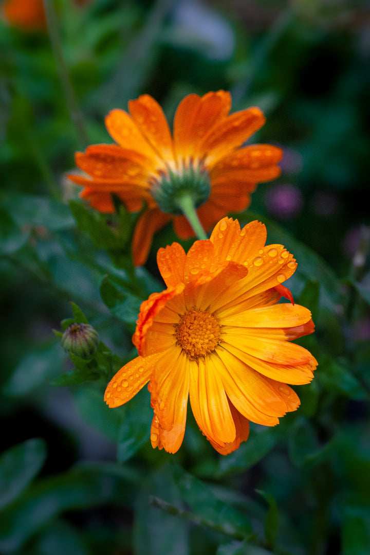 Calendula Flower | Bulk Herbs | Dried Whole Flowers | Farm to You